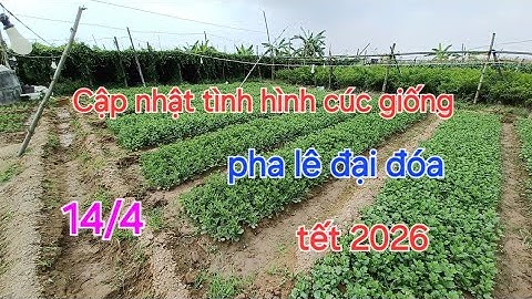 Cập nhật tình hình giống hoa cúc pha lê đại đóa tết 2026 ngày 14/4 âm lịch