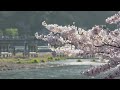 桜橋(カラオケ)