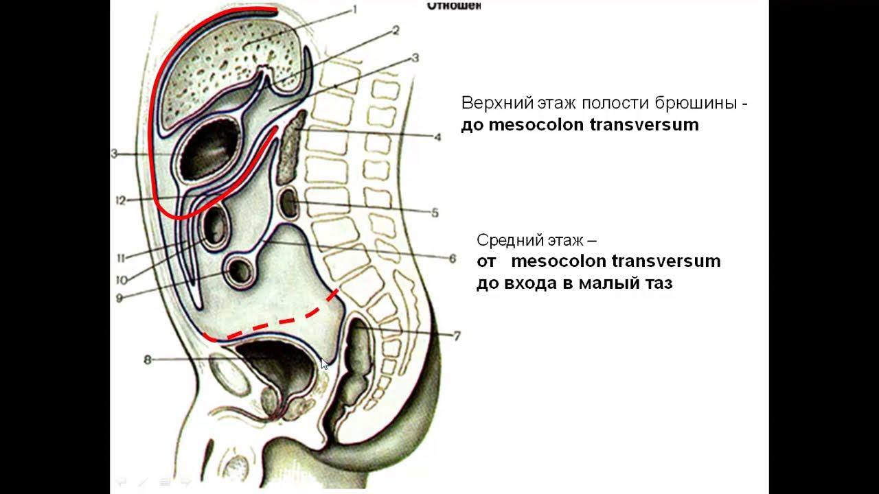 топографические образования полости брюшины. топография среднего этажа брюшины. средний этаж полости брюшины. топографическая анатомия органов нижнего этажа брюшной полости. нижний этаж брюшины.