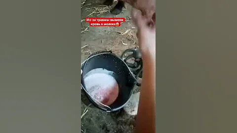 Травматизм вымени. Кровь в молоке у коровы.