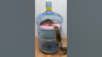 Best mouse toy at home // easy mouse toy diy  #mousetoys #petmouse