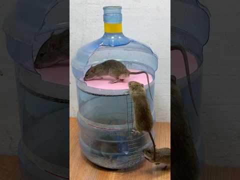Best mouse toy
