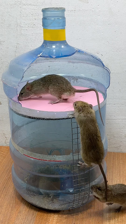 Best mouse toy at home // easy mouse toy diy  #mousetoys #petmouse