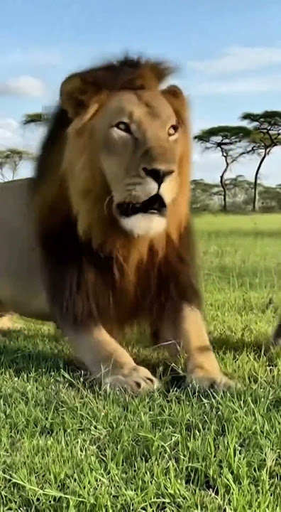 Funny Monkey Bonks Lion on the Head with a Bat! 😂