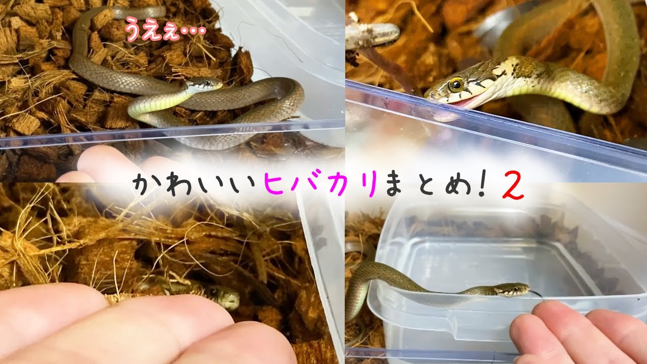 かわいいヒバカリ動き方まとめ 2 餌やり 逃げる 逃げない 蛇の飼育 Youtube かわいいヒバカリ動き方まとめ 2 餌やり 逃げる 逃げない 蛇の飼育 Youtube