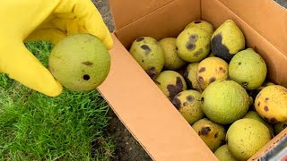 Harvesting Black Walnuts for Seed  How to grow a walnut tree