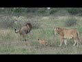 LION cubs meet their DADS 🦁
