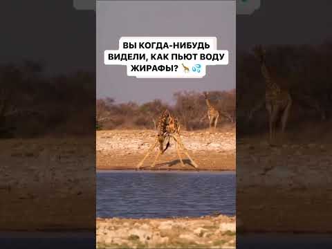 как жирафы пьет воду