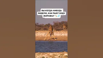 как жирафы пьет воду