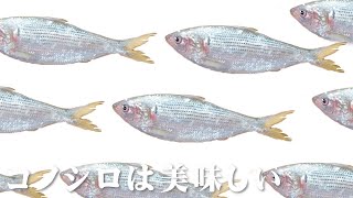【さばき方】コノシロ【シメ方】