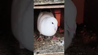 kaldumma kabutar 🕊️💸 ⚔️#youtubeshorts #pigeon #pigeon #vilogpigeon#viralvideo #kabootar #bwd pigeon