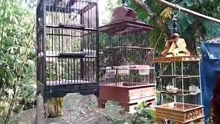 3 Burung prenjak gacor saut sautan