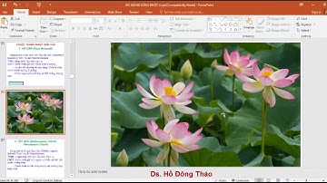 Các Vị Thuốc Đông Dược   Nhóm Thuốc Thanh Nhiệt Giải Thử