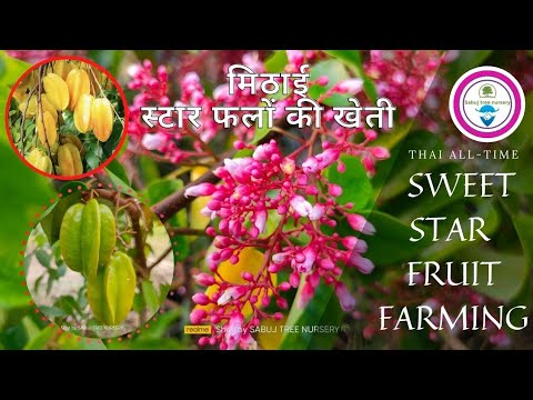 www thaiall com  New 2022  THAI ALL TIME SWEET STAR FRUIT SUCCESS FULL FARMING IN INDIA