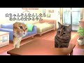 チャンネルがーどまんの日常【猫ミーム】