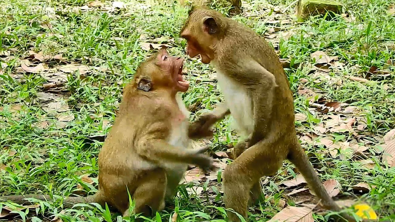 petco hours Breathtaking gestures, Sweet pea & Jack monkeys best acting ever seen, astonishing friendship