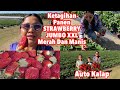 PANEN SEMUA STRAWBERRY JUMBO XXL | ANAK BULE KETAGIHAN PANEN STRAWBERRY JUMBO MERAH DAN MANIS SEKALI