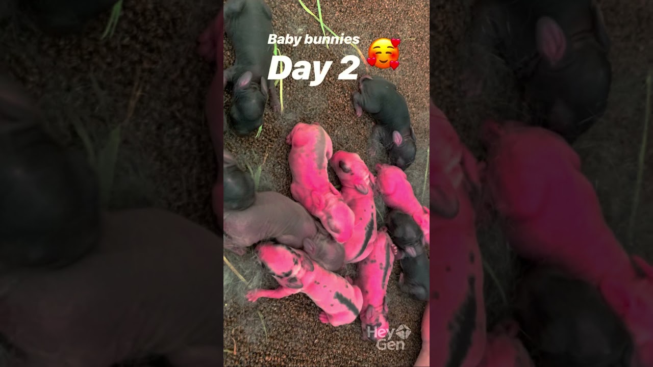 “Top animals with the highest reproduction rate in the  