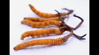 Cãi nhau mãi, cuối cùng đông trùng hạ thảo là động vật hay thực vật?