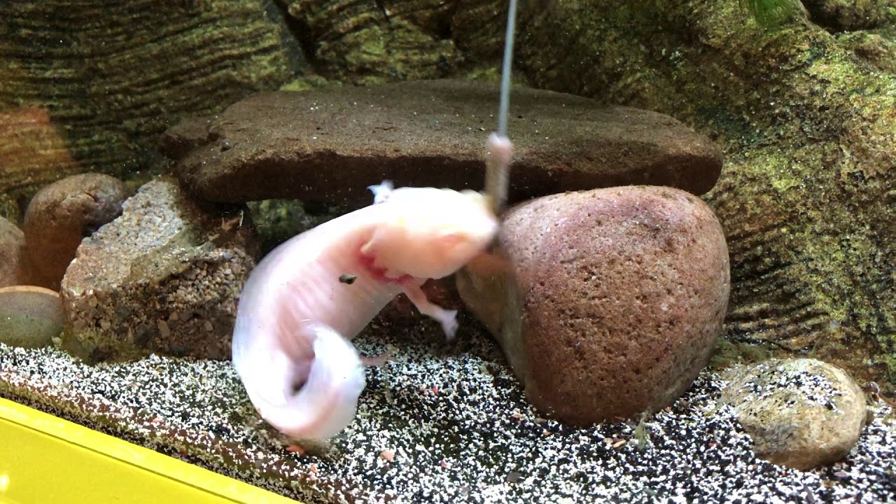 Axolotl feeding 