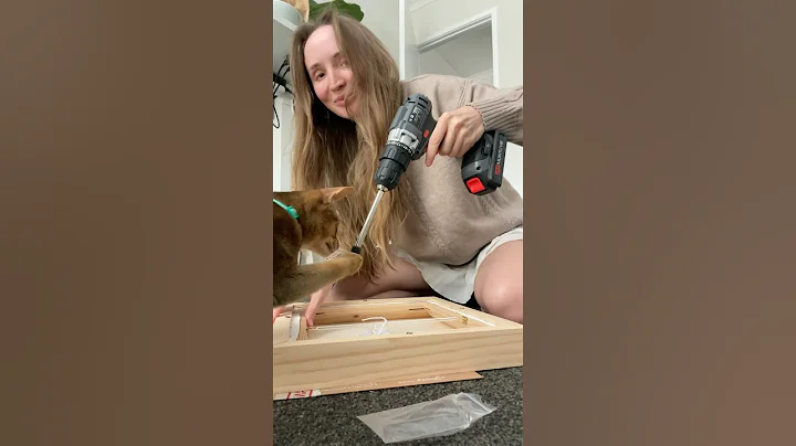 Watch the video about Everything doing together #abyssinian #cat #catshorts #kitten #cute #catlover #funny #yourcat