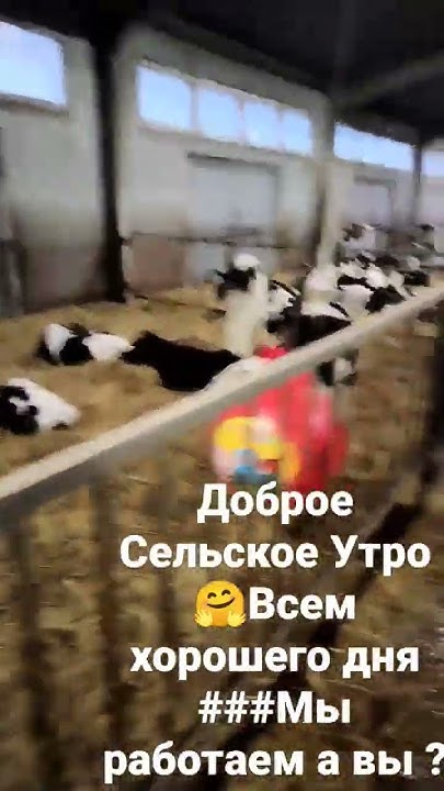 Доброе рабочее утро 🌄 как всегда утро начинается с Телятника - YouTube