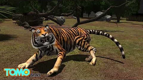 Tiger attacks and kills Palm Beach, Florida zookee...