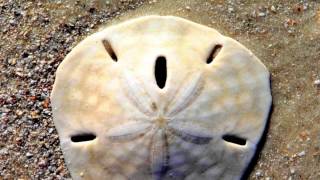 Legend of the Sand Dollar  Vanessa Lombardo