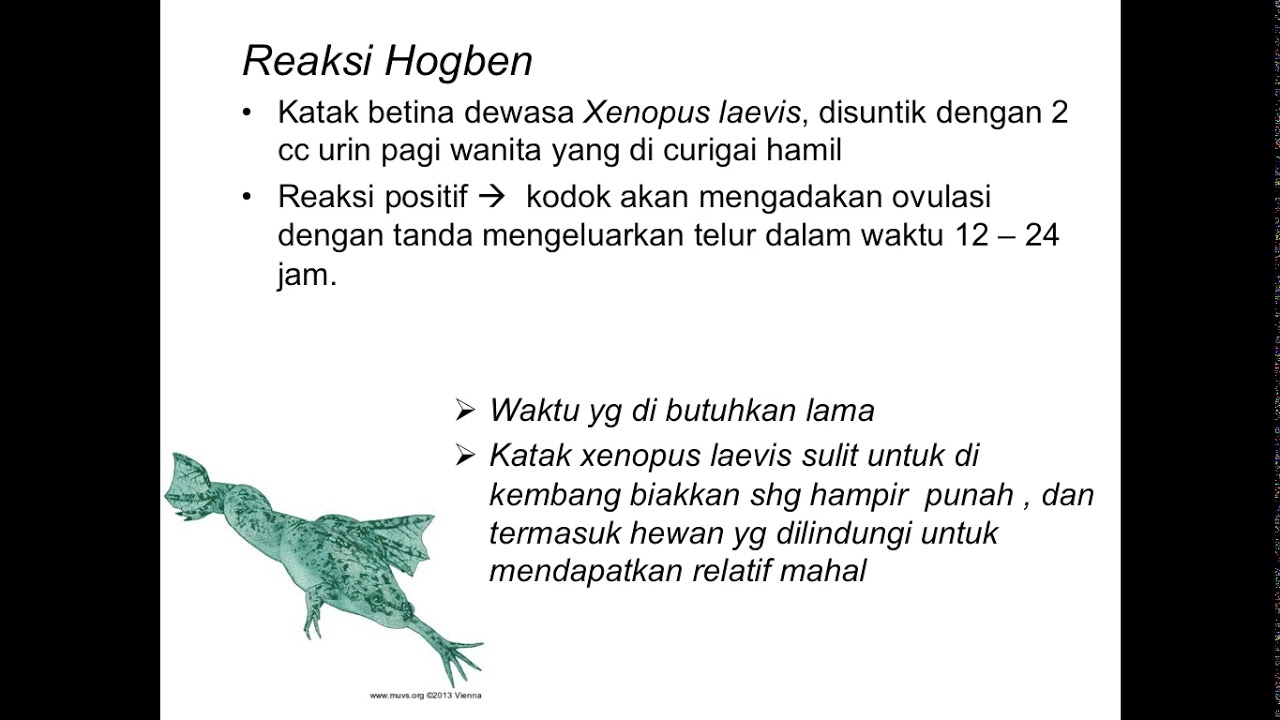 HCG biologis - YouTube