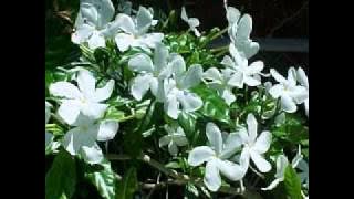 Kau Seputih Melati   Dian PP