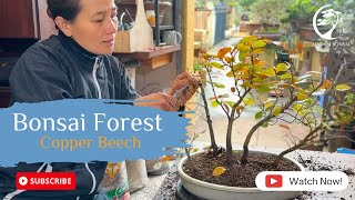 Bonsai Forest Copper Beech