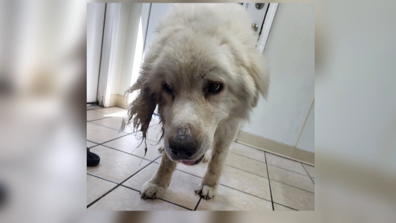 St. Joseph couple charged in animal abuse case - YouTube