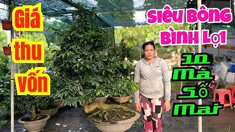 💥 26/10 ☎️ 0365993434 - CHỊ HOÀ - Thu vốn lô mai bình lợi gi