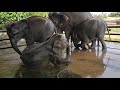 น้องช้างเล่นน้ำกันมันมาก elephant shower #0983068996