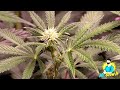 FLOWERING WEEKS 1-3 GROWING CANNABIS INDOORS! - STRETCHING PHASE