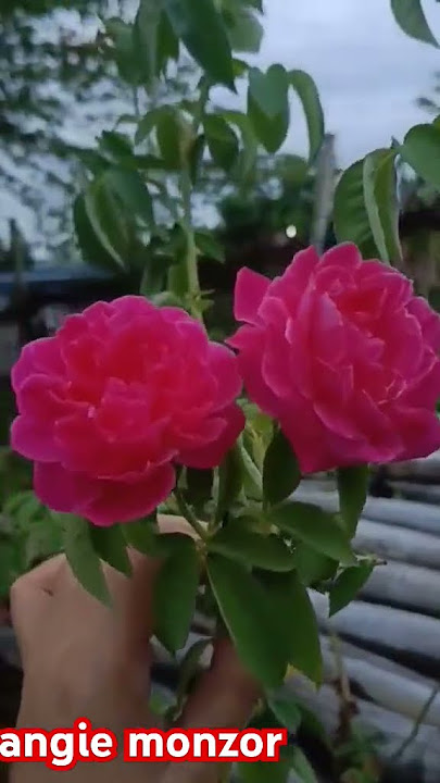 Pink Rose Flower #asmr #satisfying #flowers #short #ytviral