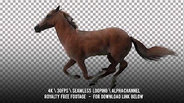 Horse runs gallop. Isolated and cyclic animation.