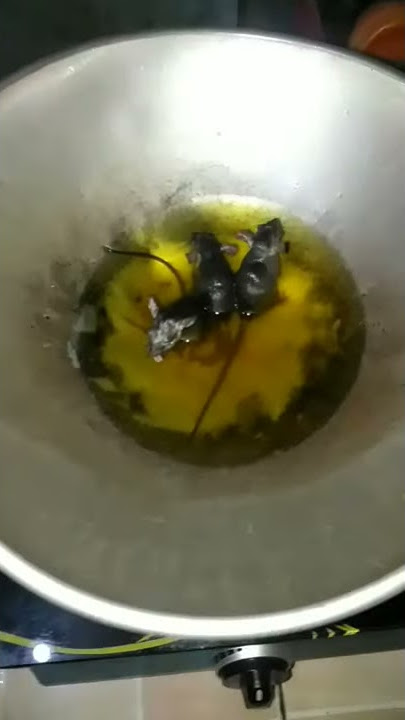 tikus goreng masih fresh