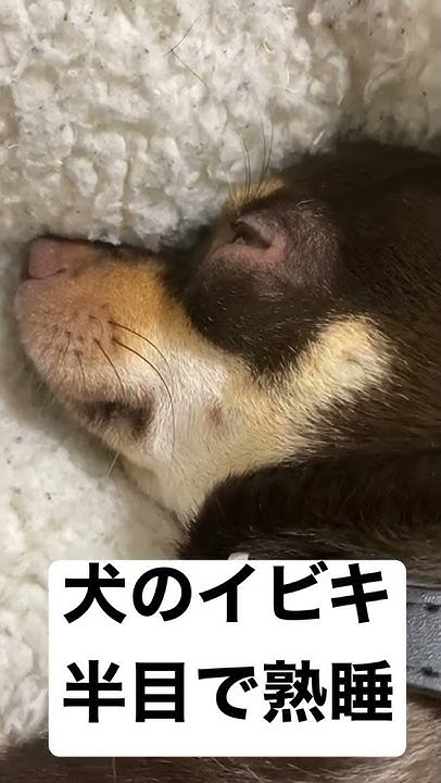 犬と猫 ジャンゴとクロロ Youtube