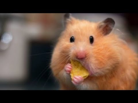 cute-hamsters-doing-funny-things-|-cute-and-funny-hamster