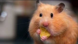 Cute Hamsters Doing Funny Things | Cute and Funny Hamster