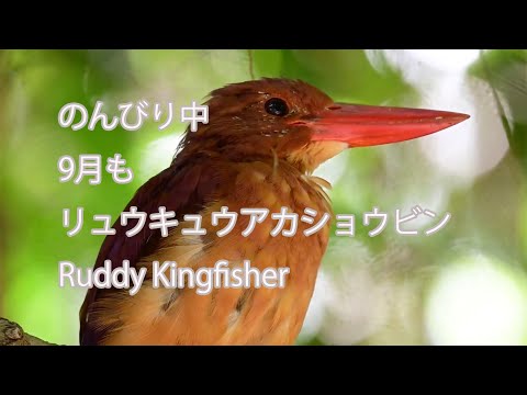 【のんびり中】9月もリュウキュウアカショウビン Ruddy Kingfisher