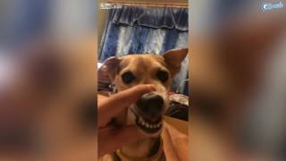 Un Chien qui va vous faire Mourrir de Rire