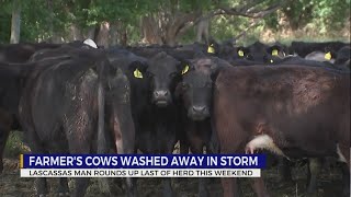 Lascassas man rounds up herd after cows washed away in storm