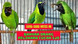 Gara-gara Mitos Ini Ramai Orang Pelihara Burung Cucak Ijo || Mitos atau Fakta