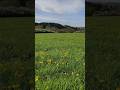 GOLDEN FLOWERS / THANNHAUSEN-URSBERG, SCHWABEN, BAYERN, GERMANY / ЗОЛОТЫЕ ЦВЕТЫ, БАВАРИЯ, ГЕРМАНИЯ