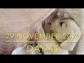 【生後41日】10頭のラブラドールの子犬・出産から巣立ちまで  [Day 41] Ten Labrador Puppies - from birth to leaving the nest -