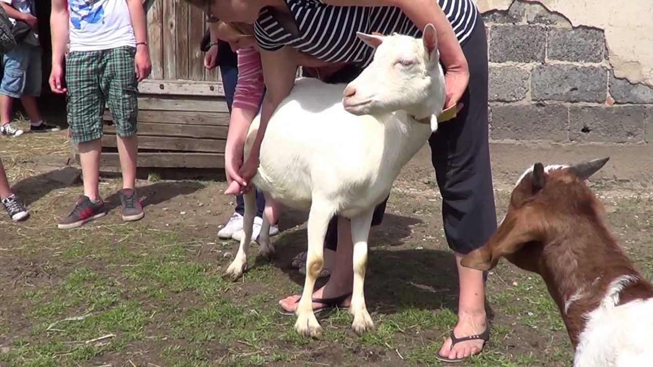 Kozie mleko - Swiat Zwierzat Witoldzin 17