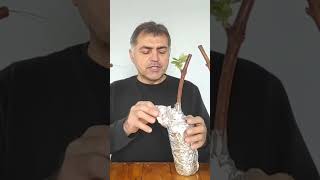 Bölüm 4 Asma Dalında Bir Ayda İnanılmaz Köklenme