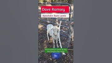 2023. New Ram for the future. Meet Dave Ramsey. #animals #sheep #usedram #katahdin